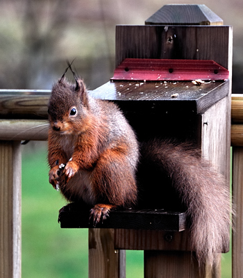 Red Squirrel